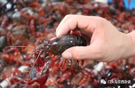 哈啤大排档团购,哈啤大排档