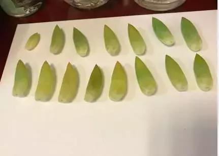 多肉化水叶片要不要摘下来,红宝石多肉掉叶子化水怎么办