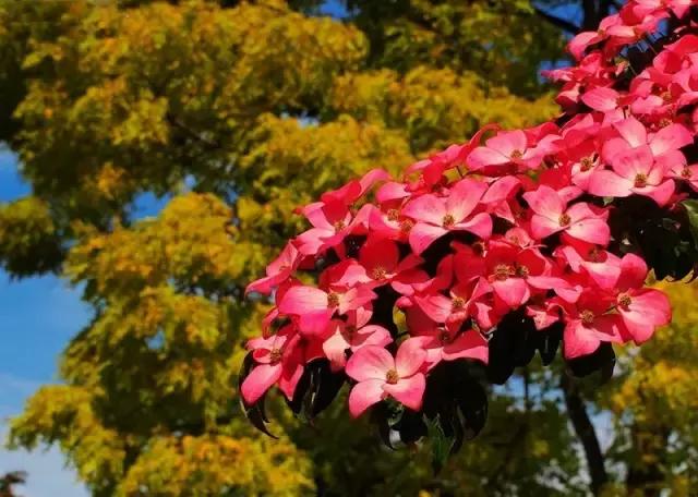 庭院种什么植物风水好,庭院植物风水大全