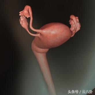 孕期有伤害胎儿的想法,尿毒症对孕妇胎儿的影响