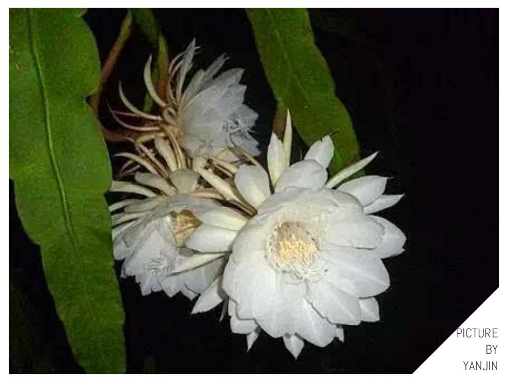 世界上最贵的花是什么,史上最贵的十种花和价格