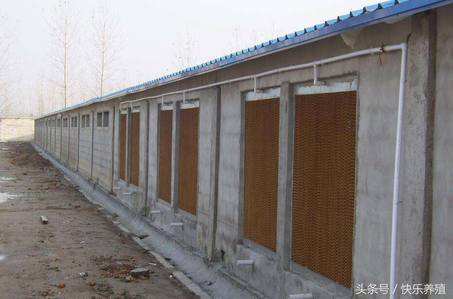 养猪喂母猪技术要领,养猪保育技术教程