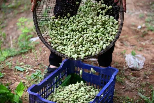 桑葚园采摘技巧,蓟州白桑葚鲜果