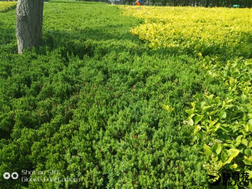 金立s10双摄像头手机,金立s10测评有什么特殊功能