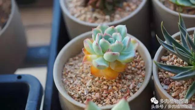 扦插多肉叶片化水了怎么办,多肉化水的叶子要摘除吗