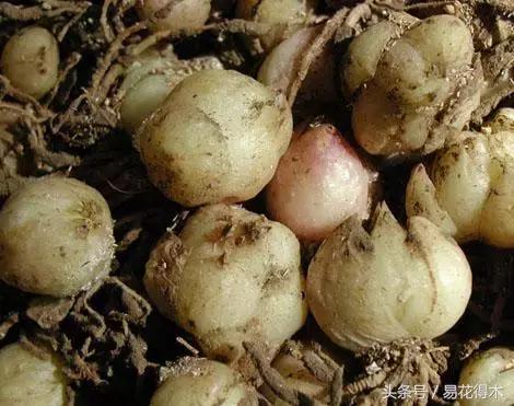 地栽百合花种球会自己繁殖吗,百合花的栽培视频