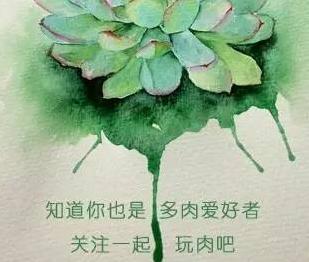 鹿角海棠干瘪了怎么办,鹿角海棠为什么不长底部发干