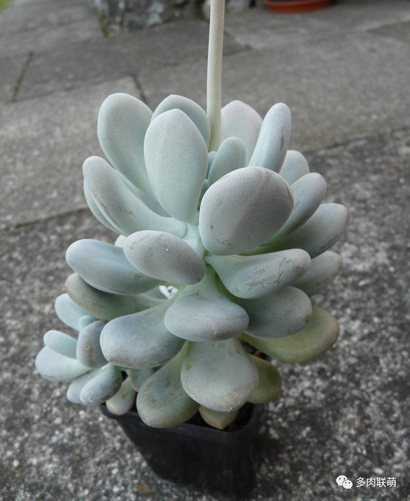 韩系美人多肉,稀有的美人系多肉