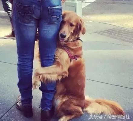 两个月金毛为什么喜欢抱大腿,为什么金毛总是抱大腿