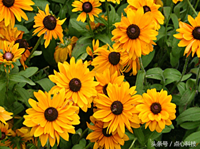 和向日葵相似的是什么花,长得像向日葵一样小小的花