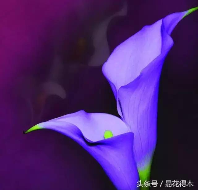 马蹄莲花怎么养护和浇水,如何让马蹄莲一年四季都活着