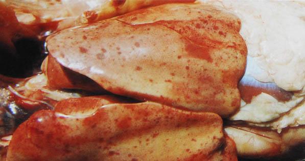 养鸡宝典书,鸡包涵体肝炎怎样鉴别