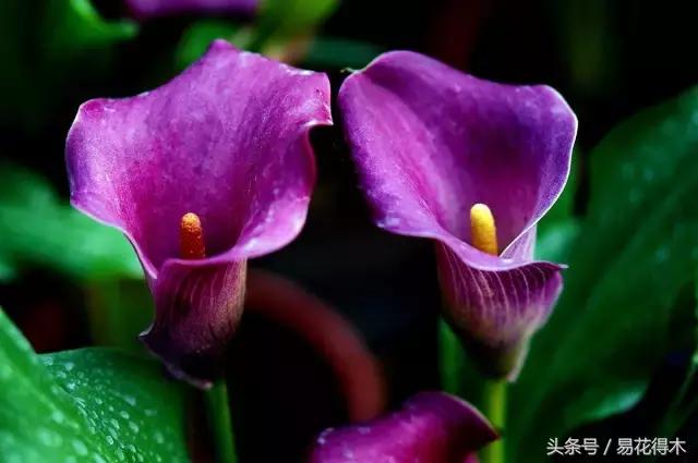 马蹄莲花怎么养护和浇水,如何让马蹄莲一年四季都活着