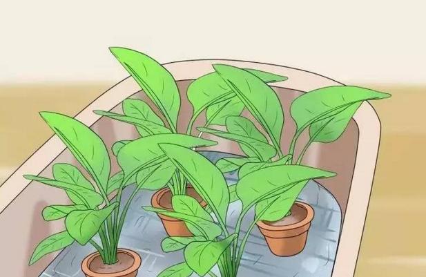 自制万能自动浇花神器,自动浇花神器自制