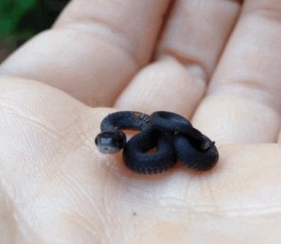 超级超级吓人的面膜,蛇毒面膜真假对比