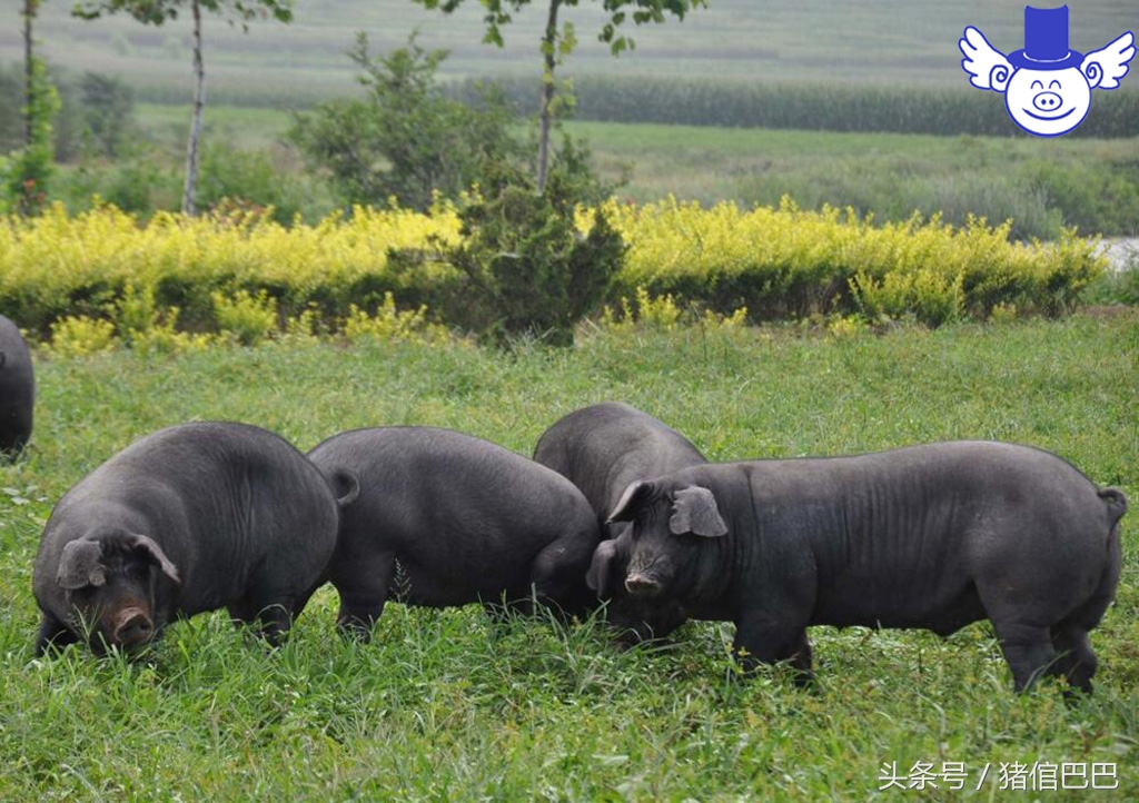 夏季猪不吃食身上发抖怎么治,夏季猪食欲差怎么办