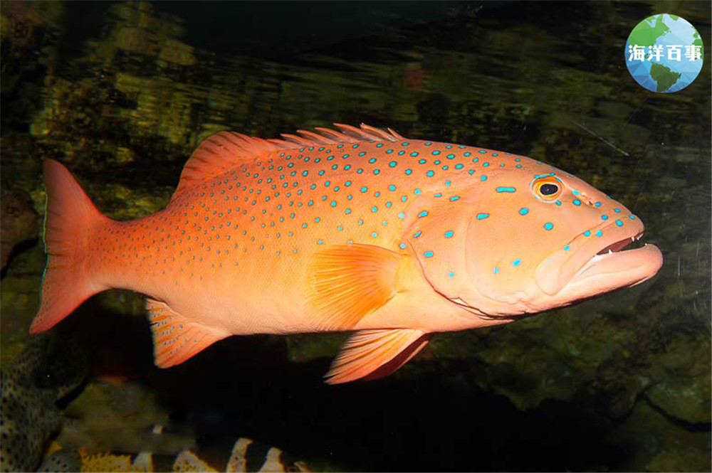 东星斑属于海鲜吗,东星斑海鲜图片