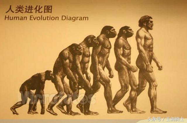 世界上最无畏惧的动物人称平头哥,世界十大凶猛动物平头哥