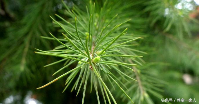 养鸡用什么添加剂长得快,养鸡巧用增蛋药