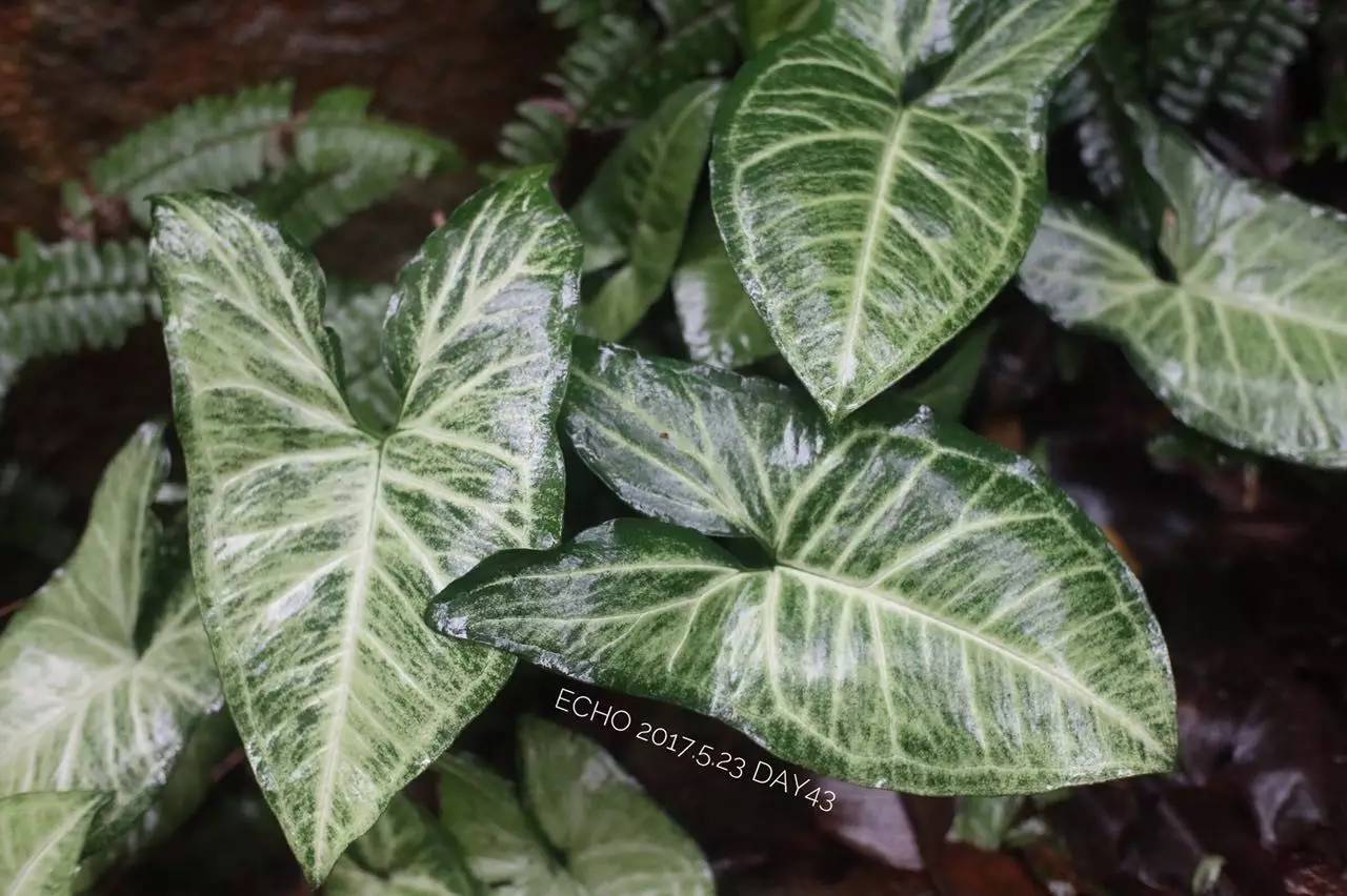 珠海赏花,现在珠海哪里赏花