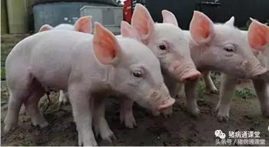 仔猪在保育期需要注意什么,保育仔猪如何管理