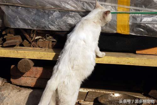 猫妈妈带着小猫向人求助,猫妈妈发现小猫不见了猫妈妈疯了