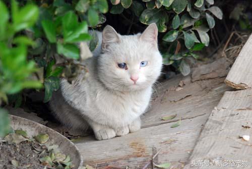 猫妈妈带着小猫向人求助,猫妈妈发现小猫不见了猫妈妈疯了