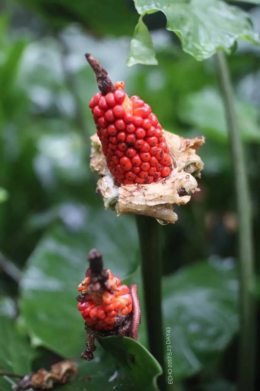 珠海赏花,现在珠海哪里赏花
