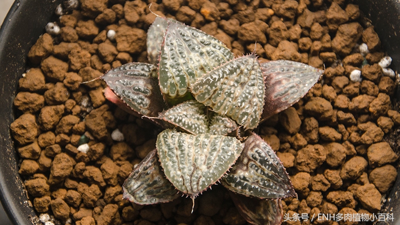 养十二卷需要什么,十二卷多肉夏天的养护方法