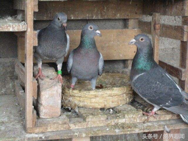 散养鸽子窝怎样搭建,废旧物品利用养鸽子