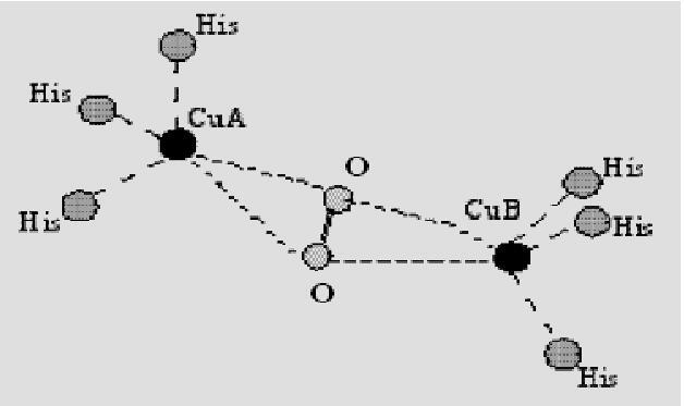 狗鼻子变红结痂怎么回事,狗鼻子变红了还会变黑吗