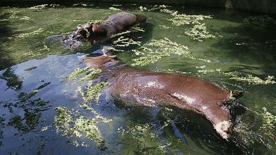 端午节河马夫妇享受浪漫艾草浴，你们端午在干什么？