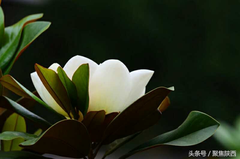 宝鸡：广玉兰我的最爱你是那样的高雅