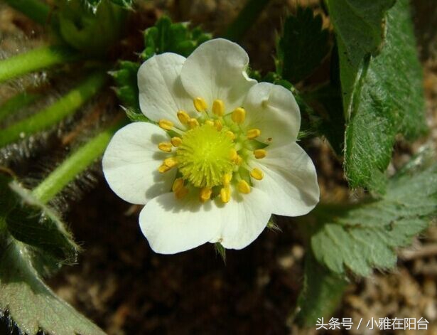从种子开始种草莓能结果吗,用种子种草莓能种得出来吗
