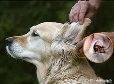 狗狗夏季疾病,狗狗耳炎是什么引起的