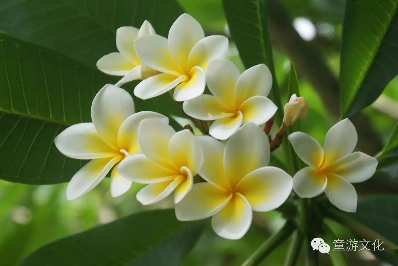 珠海几种常见的花,适合广东地区的观赏植物