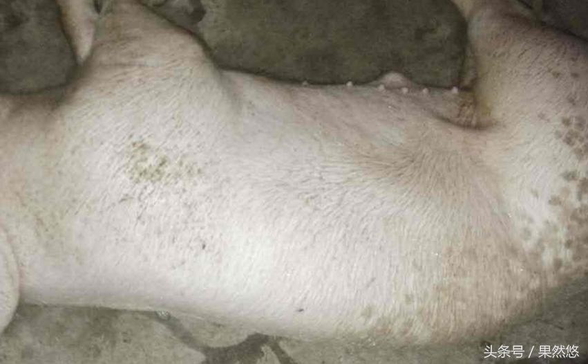 涓撴不鐚毊鑲ょ梾鐗规晥鍦熸柟,鐚毊鑲ょ孩娑︾殑鑽墿