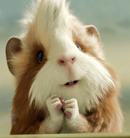 豚鼠应该怎么样饲养