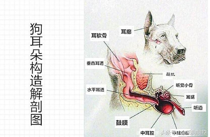 狗狗夏季疾病,狗狗耳炎是什么引起的