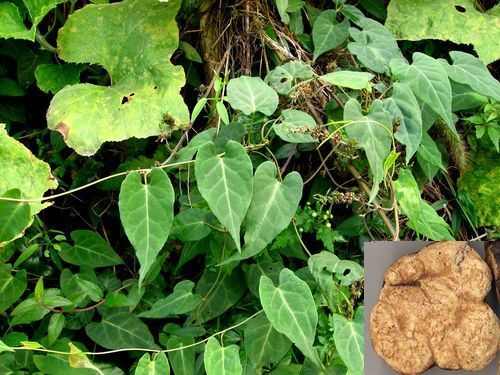 农村的植物有什么,农村植物药用功效