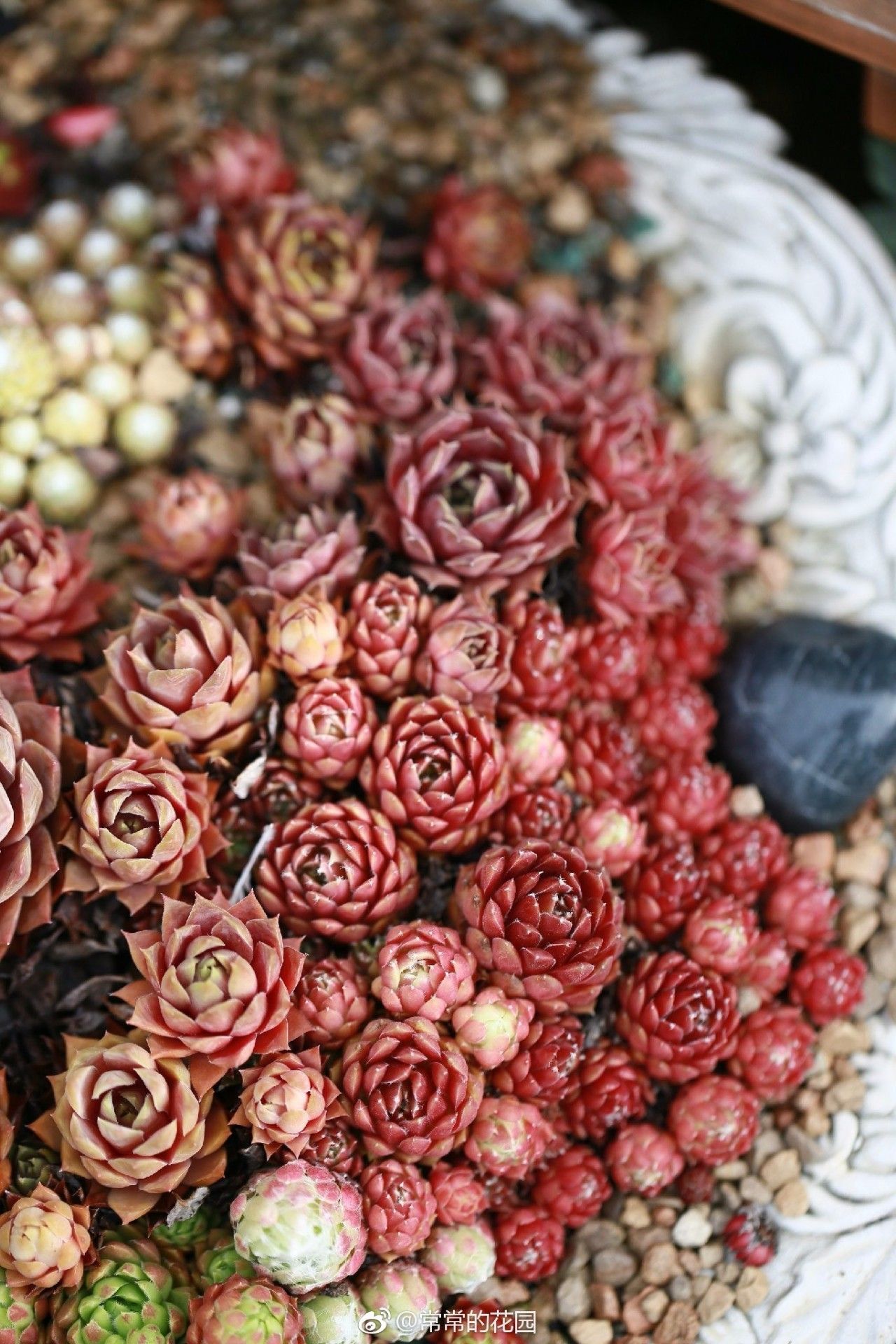 多肉有毒到底有多可怕 (各种多肉有毒吗)