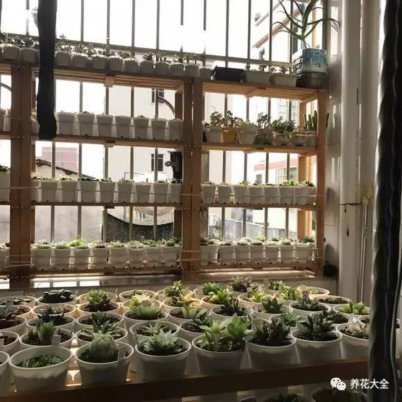 多肉有毒到底有多可怕 (各种多肉有毒吗)