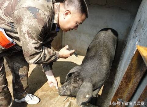 猪青霉素过量中毒的怎么治,猪用土霉素过量中毒的处理