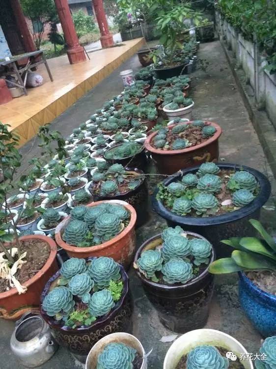 多肉有毒到底有多可怕 (各种多肉有毒吗)