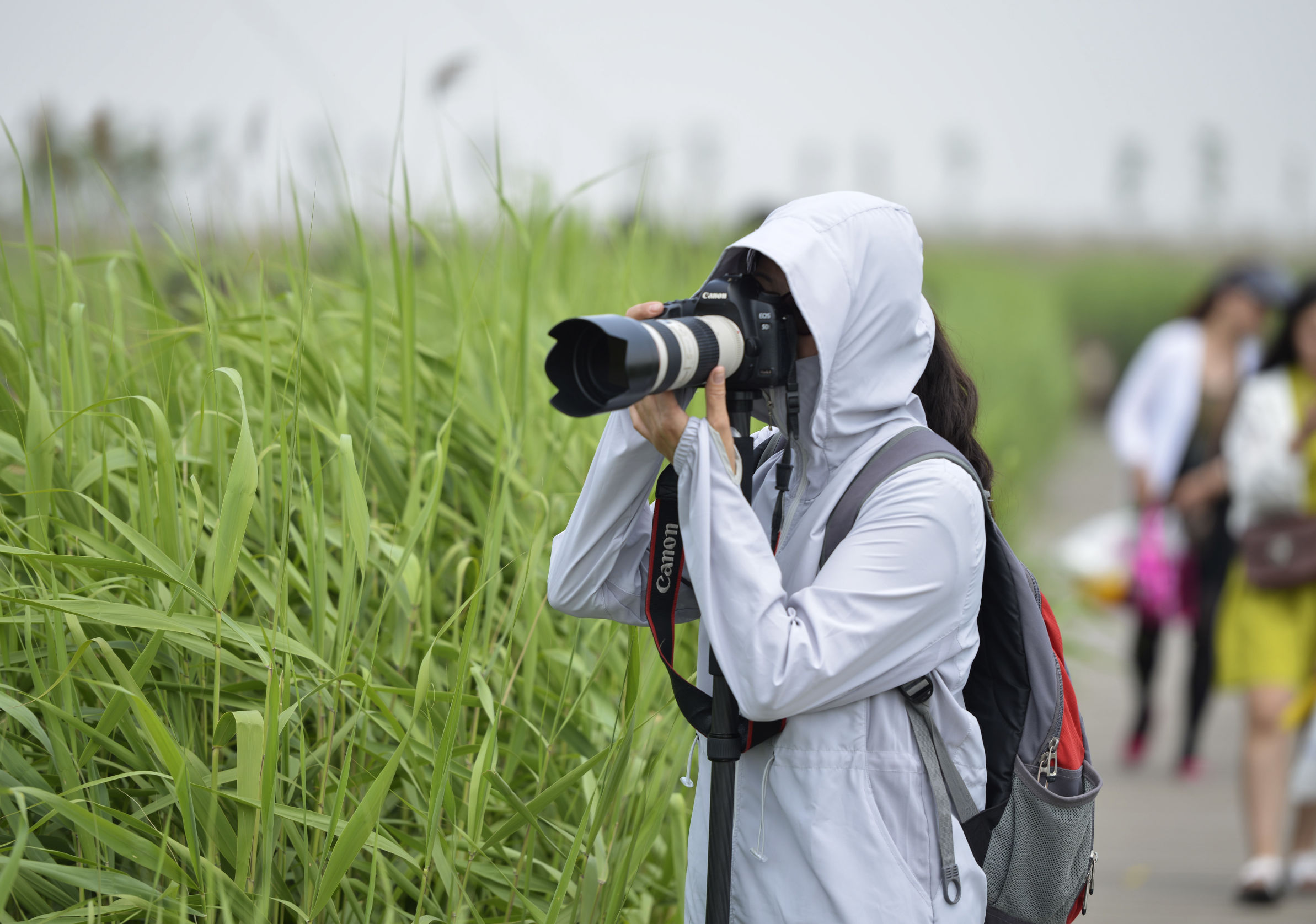 曹妃甸曹妃事件,曹妃甸区曹妃