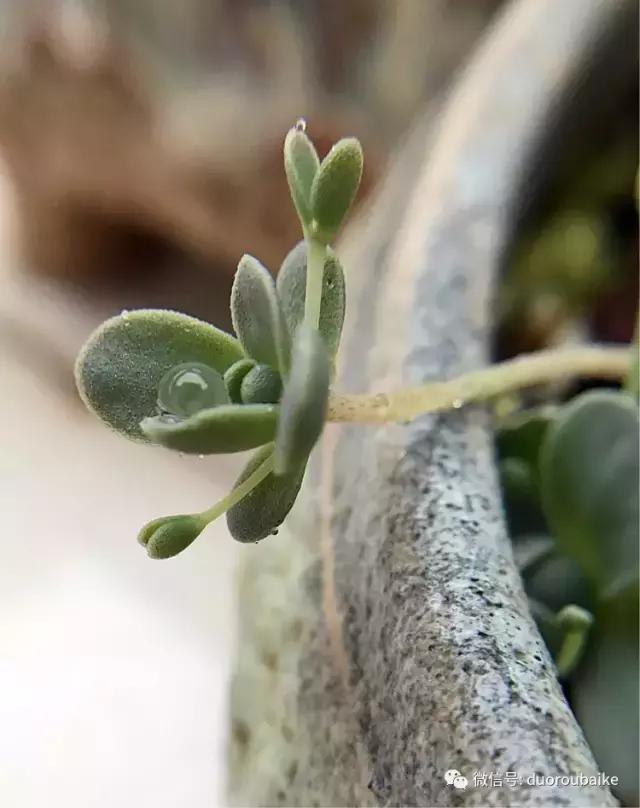沉浸在花花草草的世界里,沉浸在动物和花海世界中