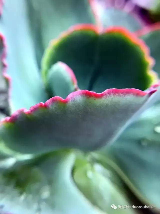 沉浸在花花草草的世界里,沉浸在动物和花海世界中