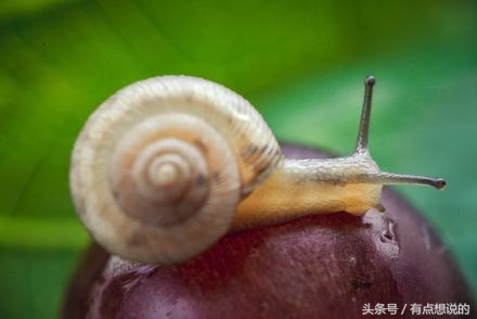 什么时间用蜗牛护肤品效果最好,什么牌子的护肤品有蜗牛成分的