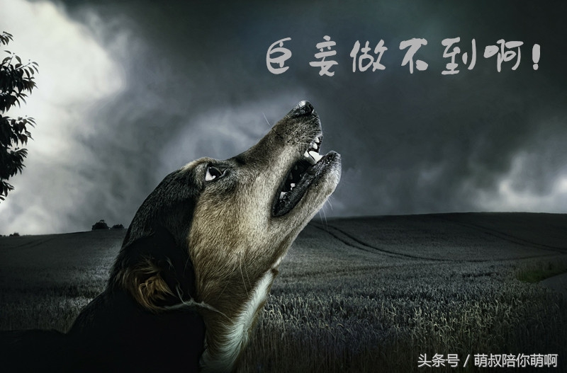 如何改变狗狗乱拉便便的坏习惯,怎么纠正狗狗乱上厕所