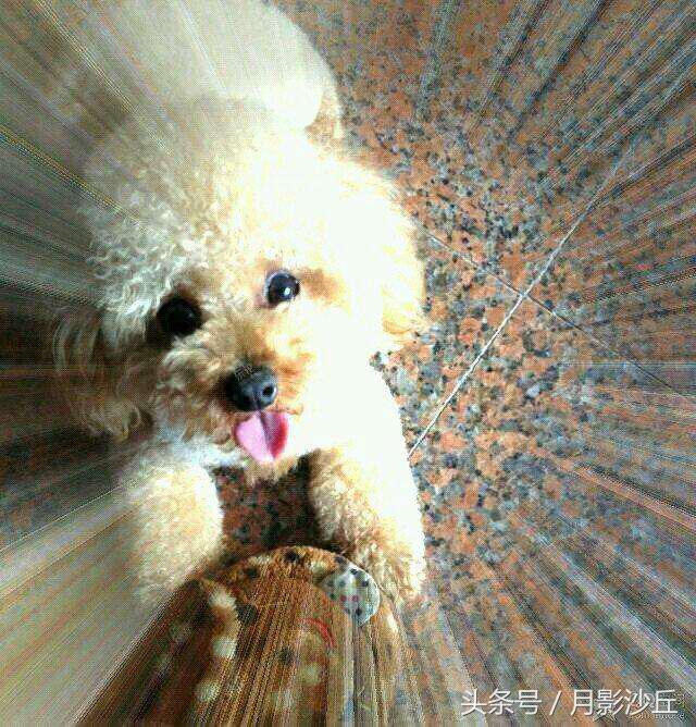 怀孕期间泰迪注意事项,泰迪犬切除子宫后该注意什么